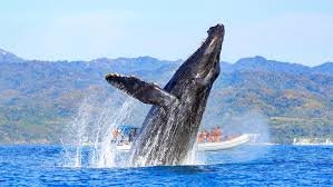 Witness Giants of the Sea Your Guide to Puerto Vallarta Whale Watching Tours