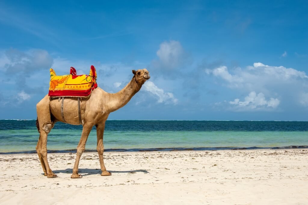 Best tours and excursions in Cabo San Lucas, Mexico