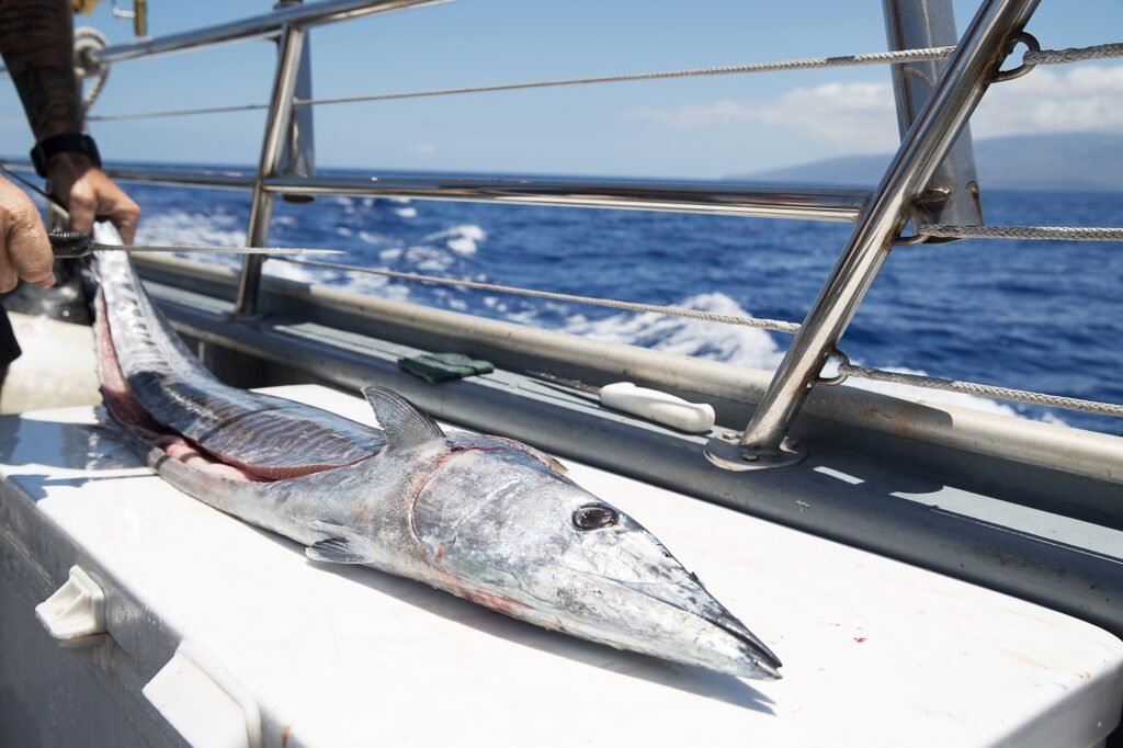 Best tours and excursions in Cabo San Lucas Mexico