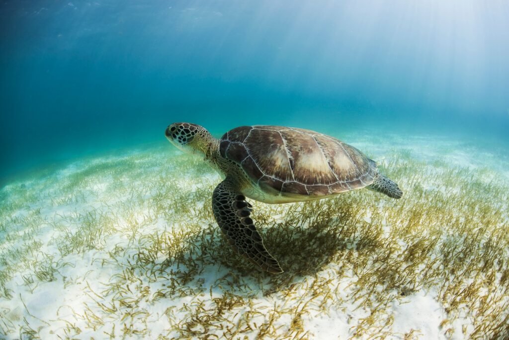 Best tours and excursions in Tulum, Mexico