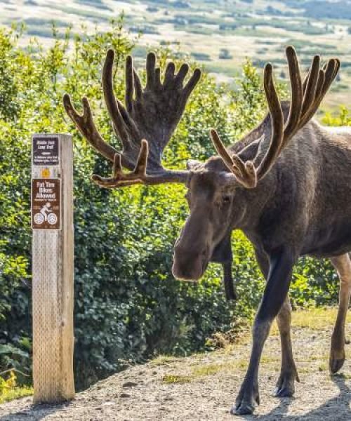 Top Tours in Anchorage - Explore Wild Beauty & Adventure
