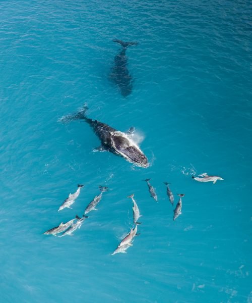 Top view shot of a Humpback whale in the ocean